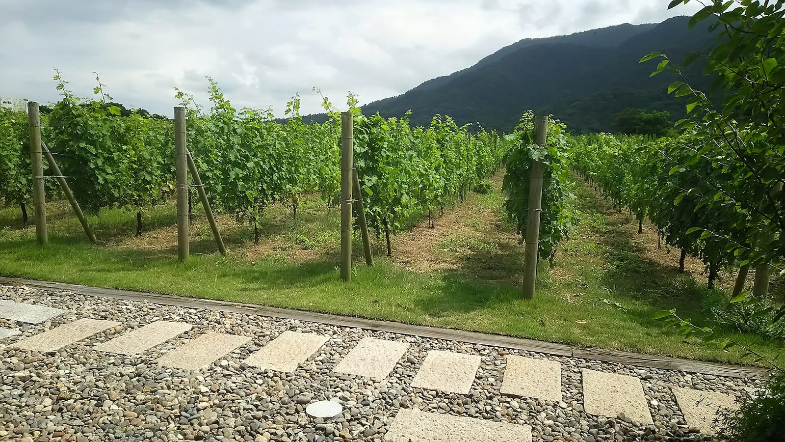 山を背にしたカーブドッチのぶどう畑
